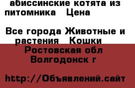 абиссинские котята из питомника › Цена ­ 15 000 - Все города Животные и растения » Кошки   . Ростовская обл.,Волгодонск г.